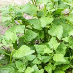 Nieuw-Zeelandse spinazie - Tetragonia tetragonioides