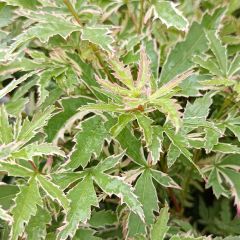 Acer palmatum Butterfly - Japanse esdoorn