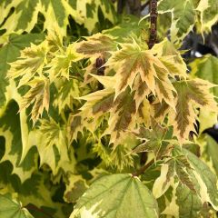 Acer platanoides Drummondii - Noorse esdoorn