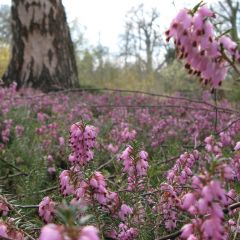 Erica darleyensis Jenny Porter - Winterheide