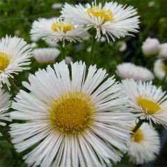 Fijnstraal Professor Korodi - Erigeron