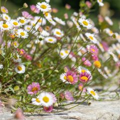 Muurfijnstraal - Erigeron karvinskianus