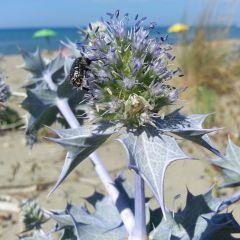 Eryngium maritimum - Blauwe zeedistel