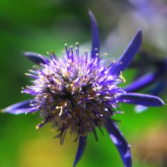 Eryngium planum Jade Frost - Vlakke kruisdistel