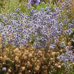 Eryngium tripartitum - Kruisdistel