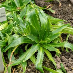 Eryngium agavifolium - Kruisdistel