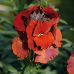 Erysimum Winter Passion – Muurbloem