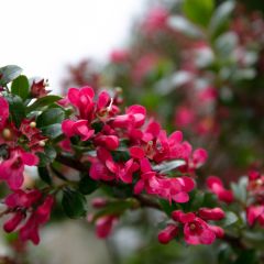 Escallonia Darts Rosy Red - Escalloniastruik