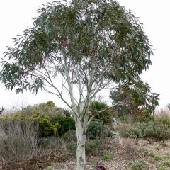 Eucalyptus niphophila - Sneeuweucalyptus