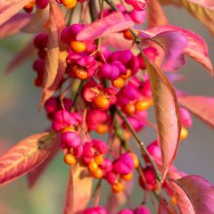 Euonymus europaeus Red Cascade - Wilde kardinaalsmuts