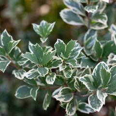 Euonymus fortunei Emerald Gaiety - Kardinaalsmuts