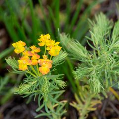 Euphorbia cyparissias - Cipreswolfsmelk