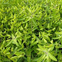 Euphorbia lathyris - Kruisbladige wolfsmelk