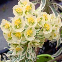 Euphorbia characias Tasmanian Tiger - Wolfsmelk