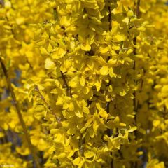 Forsythia intermedia Week-end - Chinees klokje