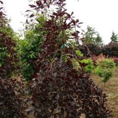 Fagus sylvatica Purpurea Pendula - Treur-koperbeuk