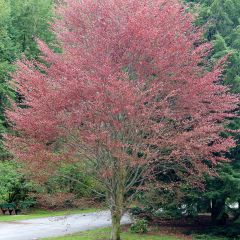 Fagus sylvatica Riversii - Koperbeuk
