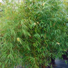 Fargesia robusta Campbell - Niet-woekerende bamboe