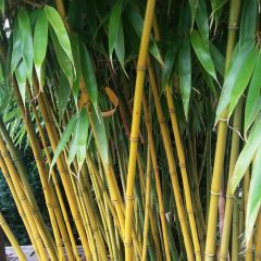 Fargesia robusta Wolong - Niet-woekerende bamboe