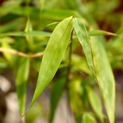 Fargesia scabrida Asian Wonder - Bamboe non-woekerend