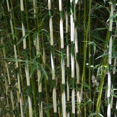 Fargesia robusta Pingwu - Niet-woekerende bamboe