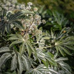 Fatsia japonica Spiders Web - Vingerplant