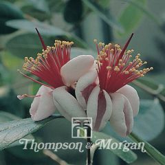 Feijoa sellowiana (zaad) - Ananasguave