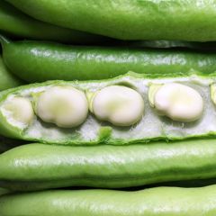 Tuinboon Witte Extra Vroeg