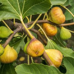 Vijgenboom Madeleine des Deux Saisons