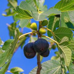 Vijgenboom Noire de Bellone