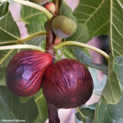 Vijgenboom Violette Dauphine