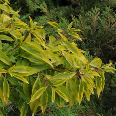 Forsythia intermedia Golden Times - Chinees klokje