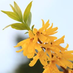 Forsythia viridissima Citrus Swizzle - Chinees klokje