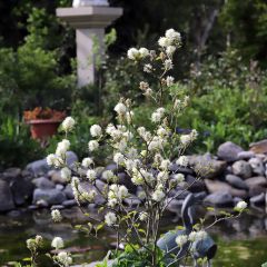 Fothergilla major - Lampenpoetsersstruik