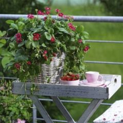 Aardbei Toscana Deep Rose F1 (jonge planten in perspotjes)