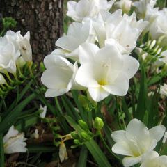 Freesia Wit