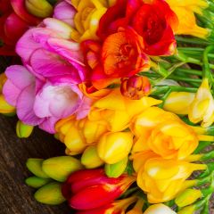 Freesia hybrida Mix