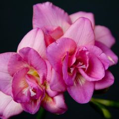 Freesia Double Roze