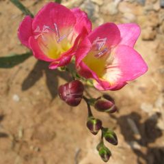 Freesia Roze