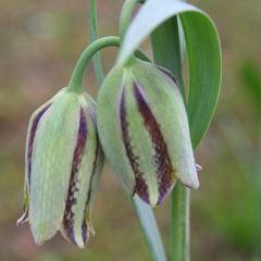 Fritillaria hermonis amana - Kievitsbloem