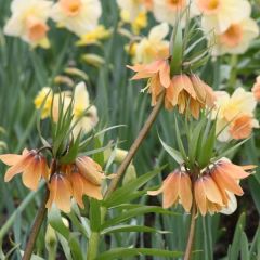 Fritillaria imperialis Tchaikovsky - Keizerskroon