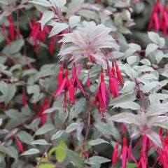 Fuchsia magellanica Versicolor - Winterharde fuchsia