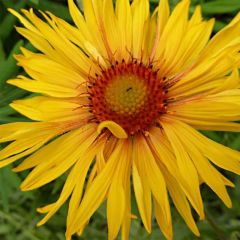 Gaillardia aristata Amber Wheels - Kokardebloem