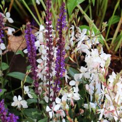 Gaura lindheimeri Whirling Butterflies - Prachtkaars
