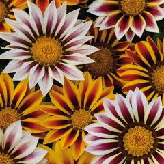 Gazania Big Kiss White Flame - Middaggoud
