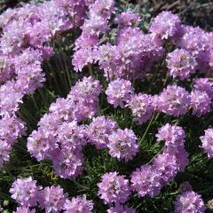 Armeria juniperifolia - Engels gras