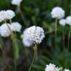Armeria maritima Alba - Engels gras