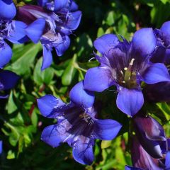 Gentiana septemfida var. lagodechiana - Gentiaan
