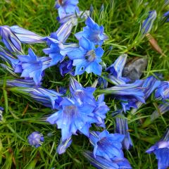 Gentiana sino-ornata - Gentiaan