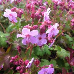 Geranium macrorrhizum Olympos - Rotsooievaarsbek